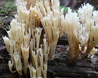 Crown-Tipped Coral Fungus